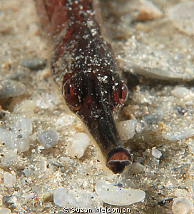 Pipefish by Suzan Meldonian 